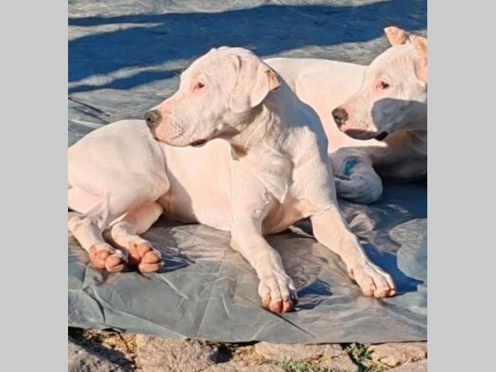 dogo argentino štenci besplatni mali oglasi