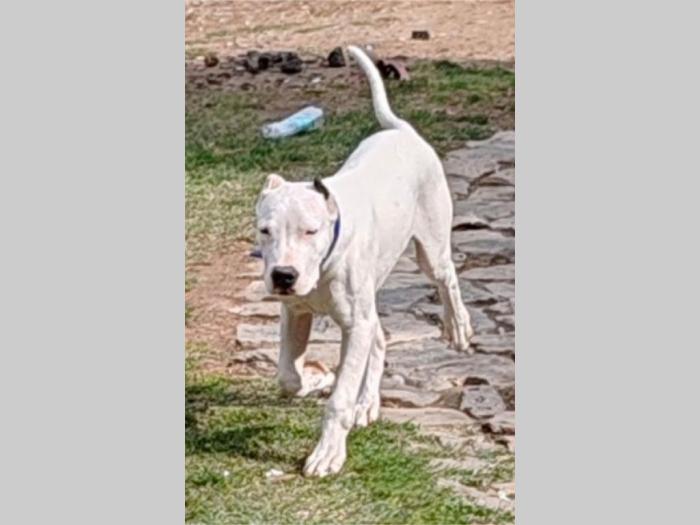 dogo argentino štenci besplatni mali oglasi
