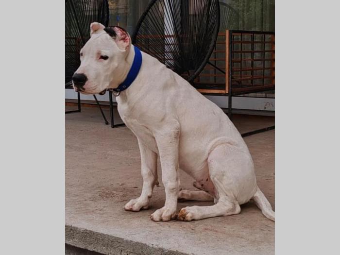 dogo argentino štenci besplatni mali oglasi