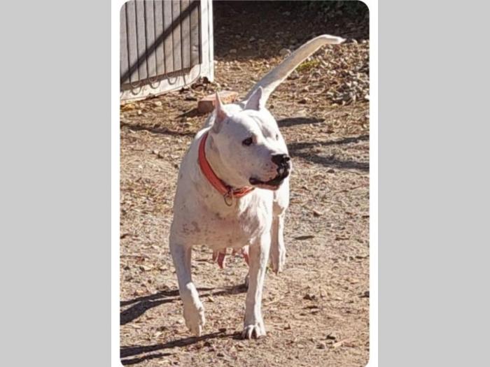 dogo argentino štenci besplatni mali oglasi