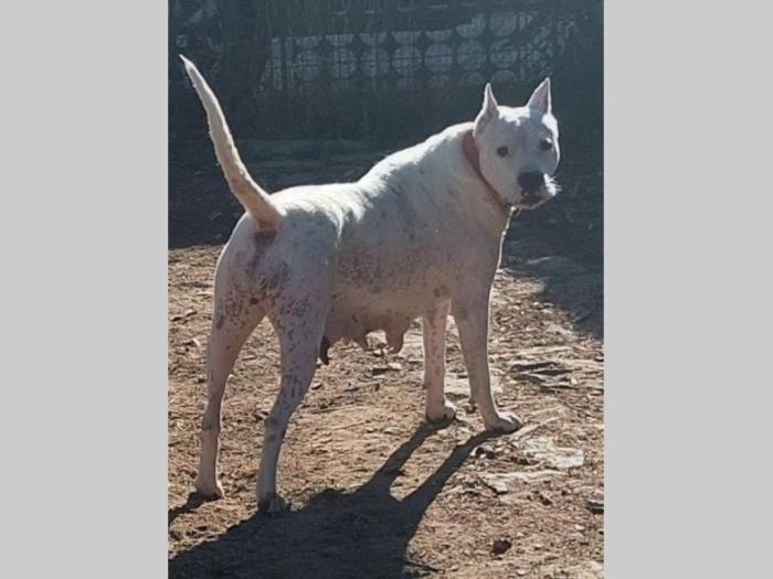 dogo argentino štenci besplatni mali oglasi
