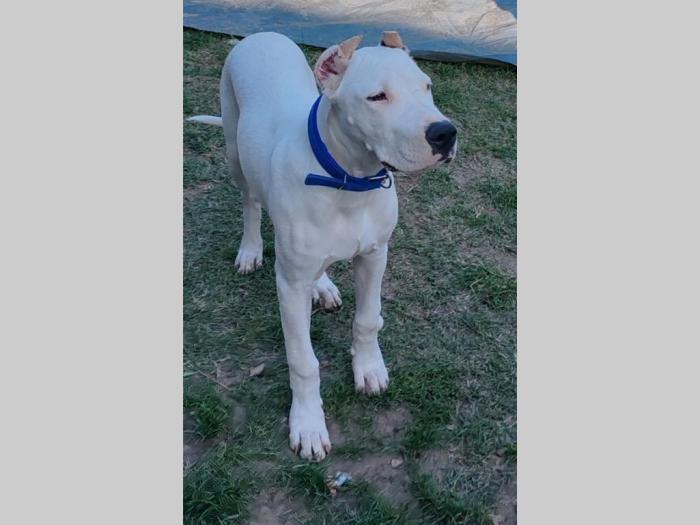 dogo argentino štenci besplatni mali oglasi