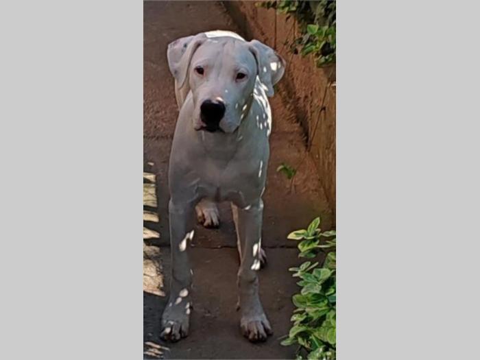 dogo argentino štenci besplatni mali oglasi