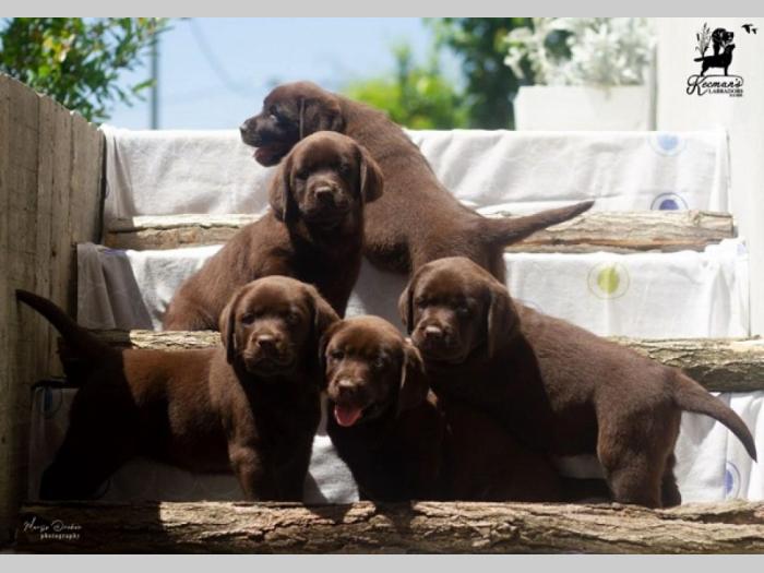 labrador retriver štenci braon besplatni mali oglasi