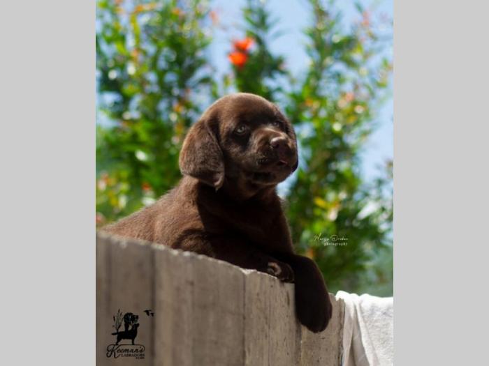 labrador retriver štenci braon besplatni mali oglasi