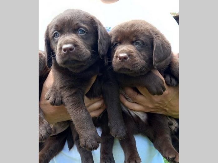 labrador retriver štenci braon besplatni mali oglasi