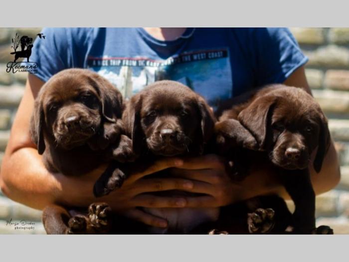 labrador retriver štenci braon besplatni mali oglasi