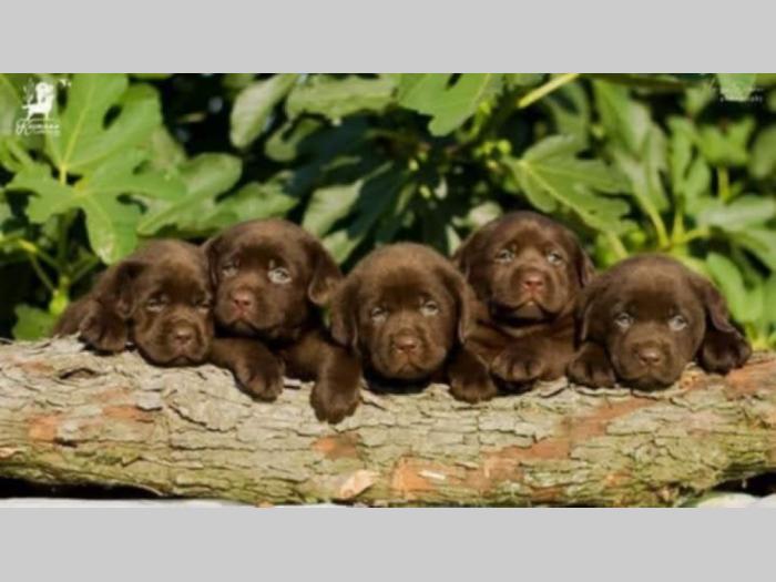 labrador retriver štenci braon besplatni mali oglasi