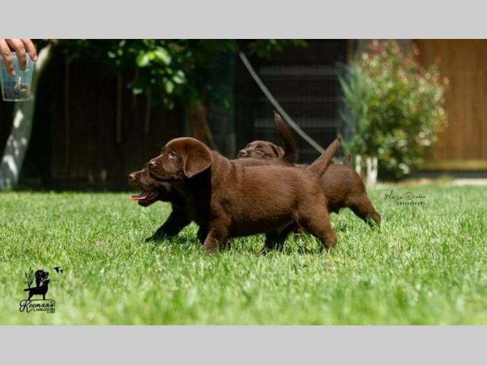 labrador retriver štenci braon besplatni mali oglasi