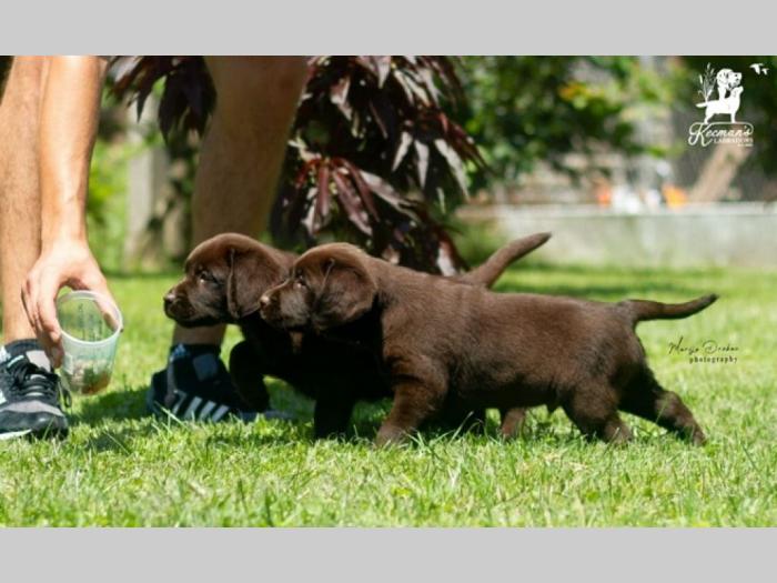 labrador retriver štenci braon besplatni mali oglasi