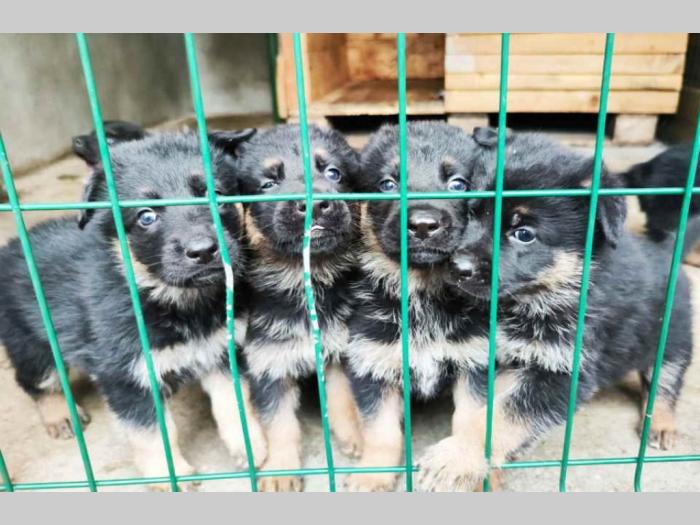 prodajem vrhunsku štenad nemačkog ovčara besplatni mali oglasi
