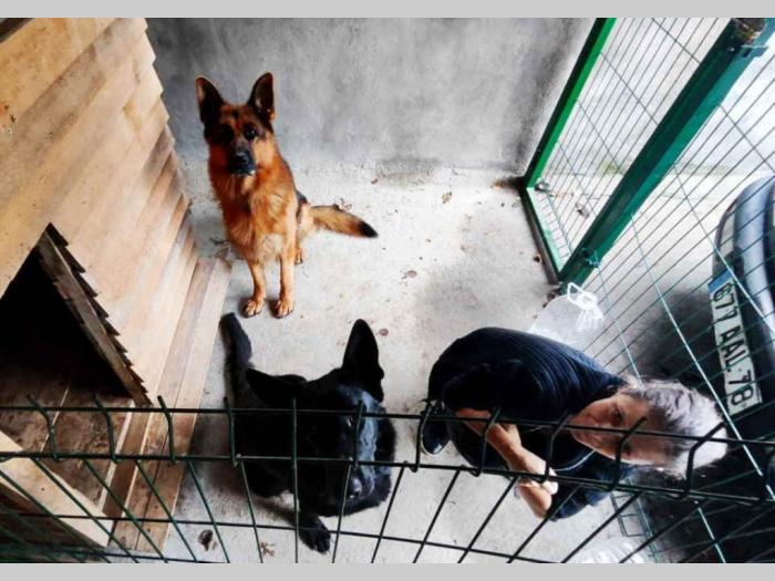 prodajem vrhunsku štenad nemačkog ovčara besplatni mali oglasi