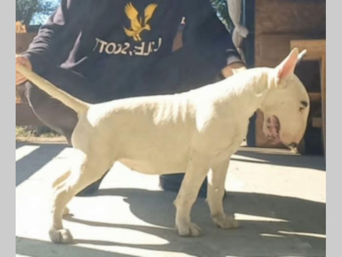 bull terijer ženka besplatni mali oglasi
