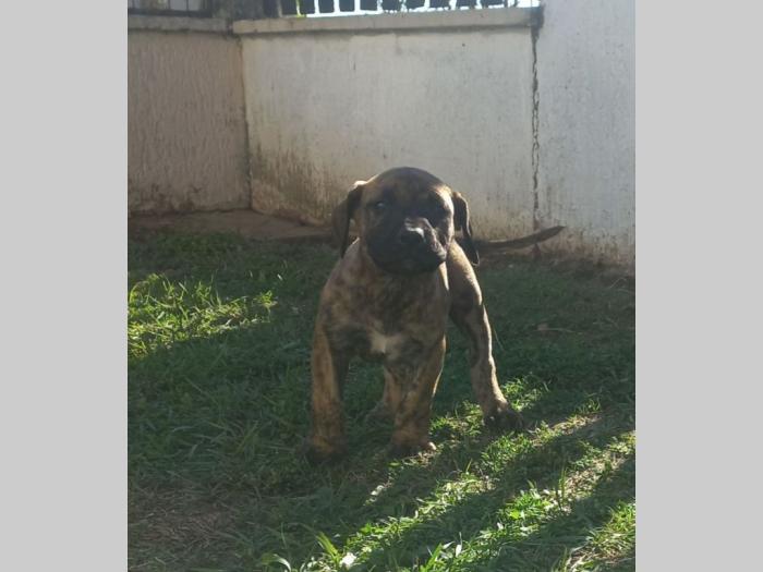presa kanario prelepi štenci besplatni mali oglasi