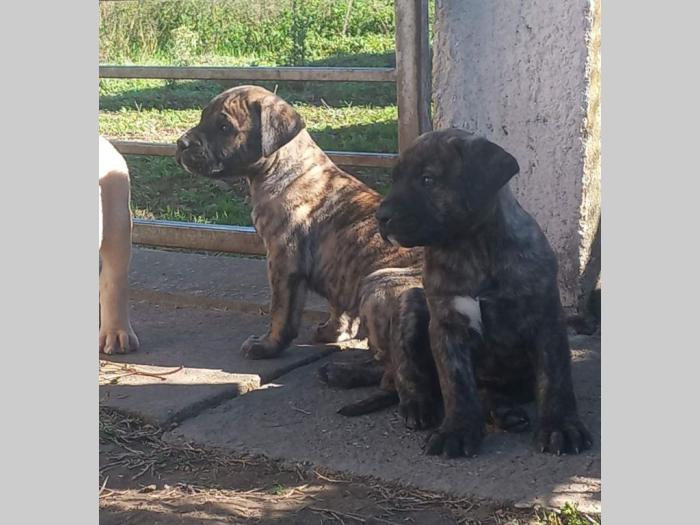 presa kanario prelepi štenci besplatni mali oglasi