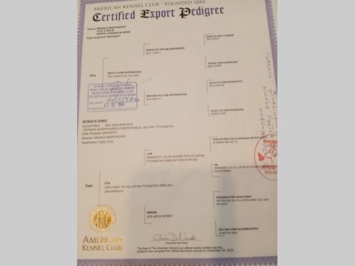 na prodaju štenci nemačkog kratkodlakog ptičara besplatni mali oglasi
