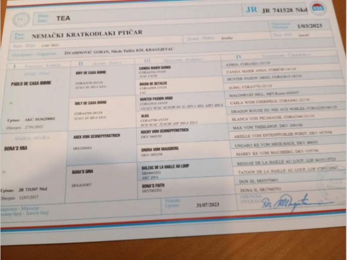 na prodaju štenci nemačkog kratkodlakog ptičara besplatni mali oglasi