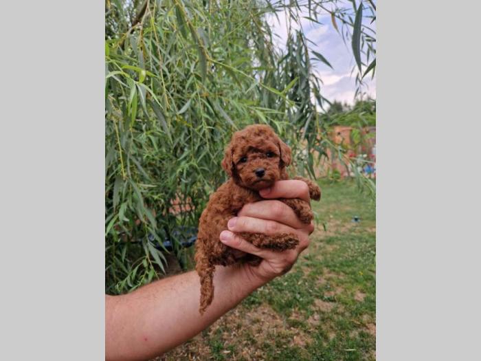 aprikot mužijak i ženka mini pudle besplatni mali oglasi