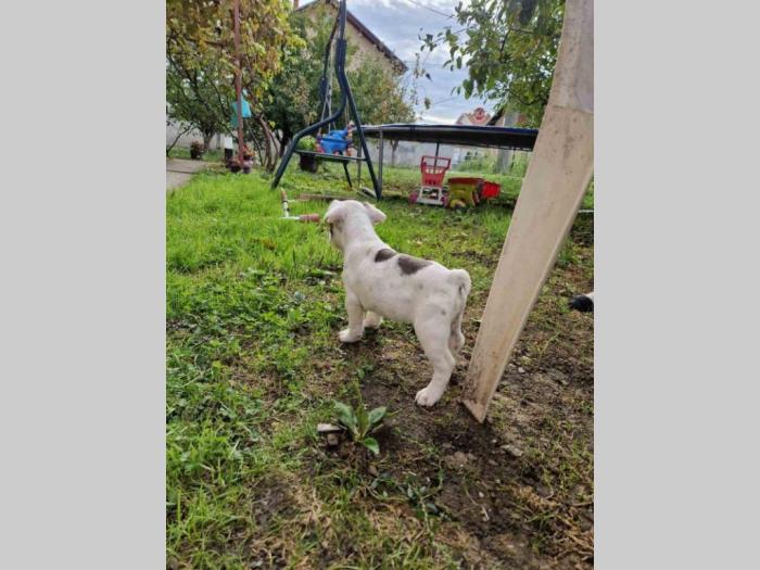 francuski buldog prelepi štenci besplatni mali oglasi
