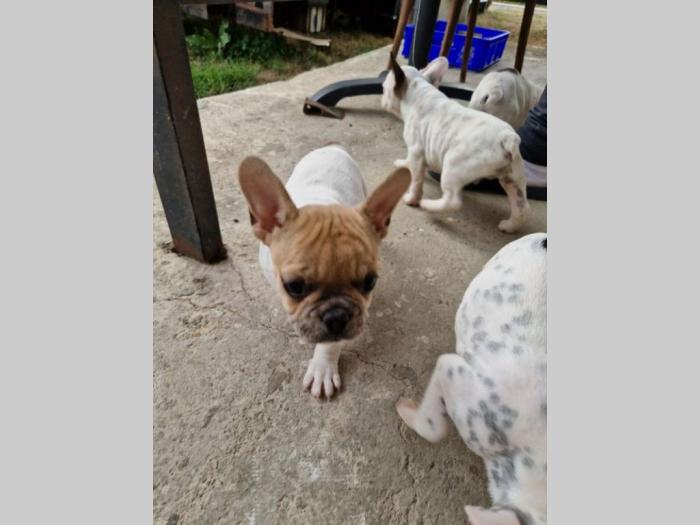 francuski buldog prelepi štenci besplatni mali oglasi