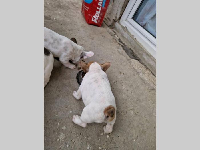 francuski buldog prelepi štenci besplatni mali oglasi