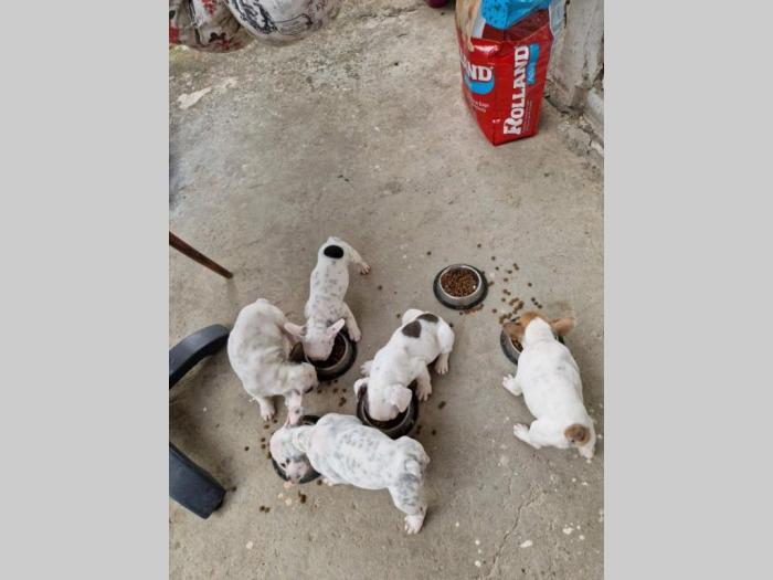 francuski buldog prelepi štenci besplatni mali oglasi