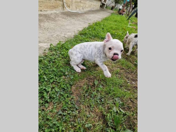 francuski buldog prelepi štenci besplatni mali oglasi