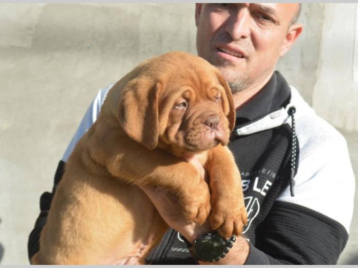 prvobirano muško štene bodroške doge besplatni mali oglasi