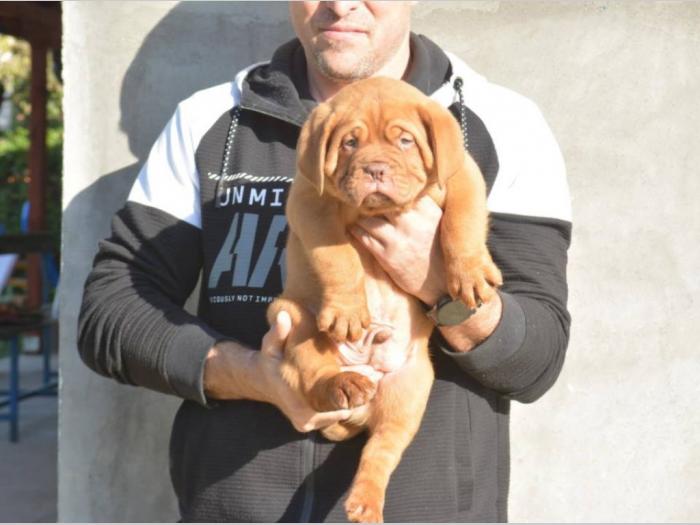 prvobirano muško štene bodroške doge besplatni mali oglasi