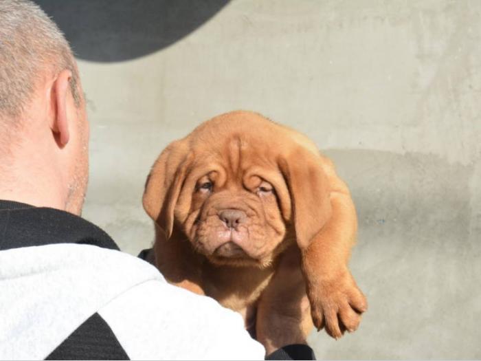 prvobirano muško štene bodroške doge besplatni mali oglasi