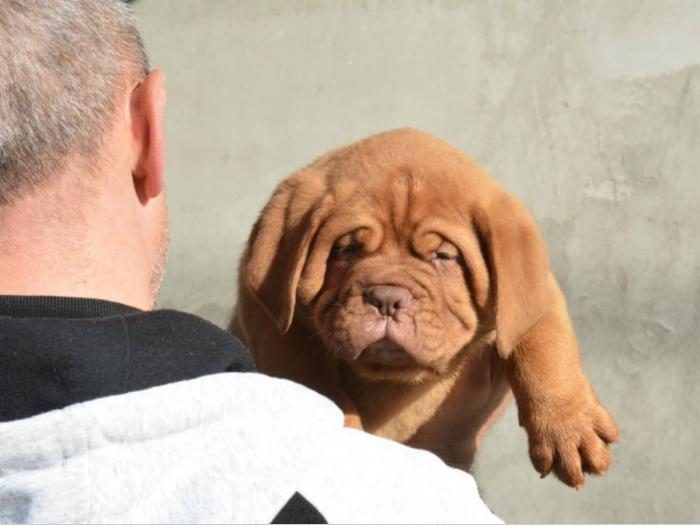prvobirano muško štene bodroške doge besplatni mali oglasi