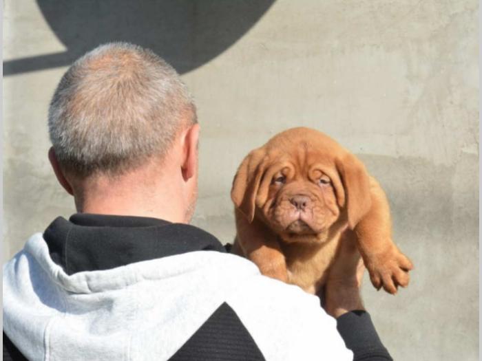 prvobirano muško štene bodroške doge besplatni mali oglasi