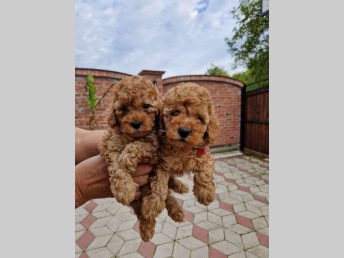 toy pudle štenci sa fotografije besplatni mali oglasi