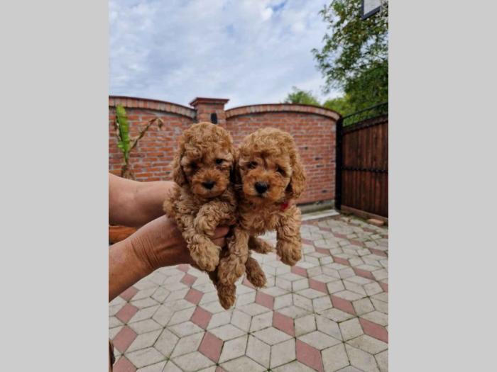 toy pudle štenci sa fotografije besplatni mali oglasi