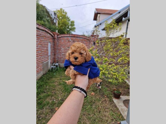 toy pudle štenci sa fotografije besplatni mali oglasi