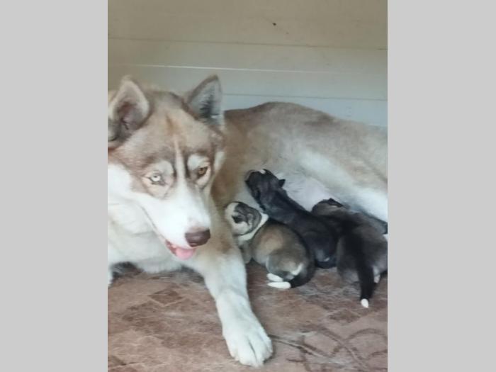 sibirski haski prelepi štenci besplatni mali oglasi