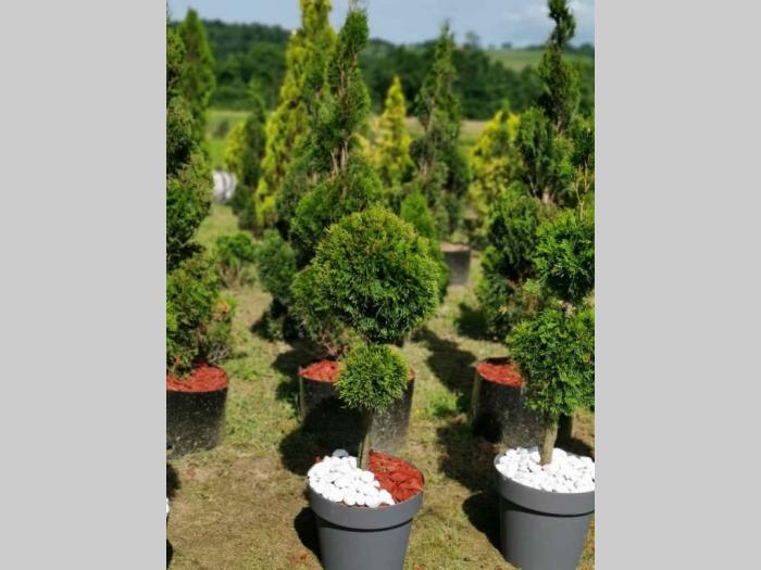 sezonska rasprodaja četinara do 90 cm besplatni mali oglasi