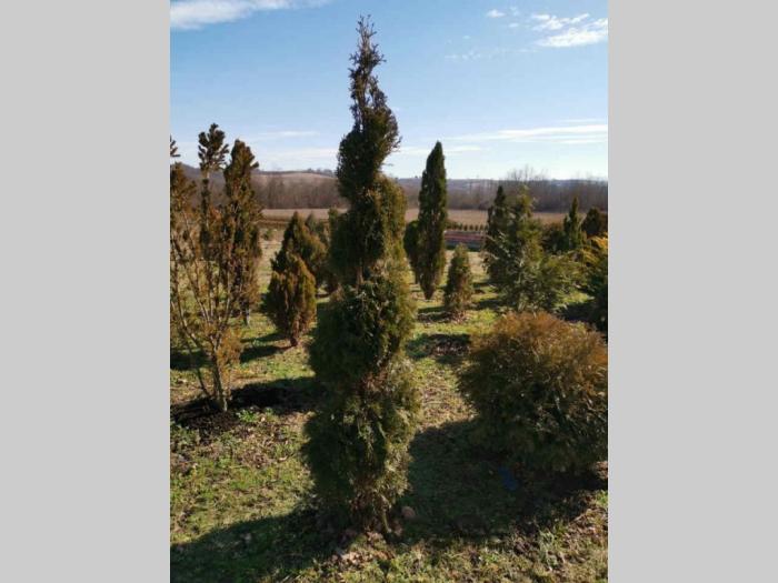 sezonska rasprodaja četinara do 90 cm besplatni mali oglasi