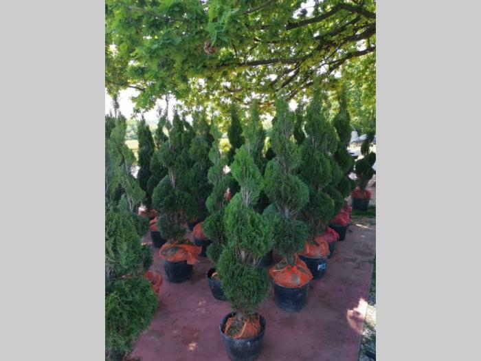 sezonska rasprodaja četinara do 90 cm besplatni mali oglasi