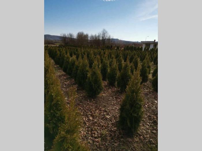 sezonska rasprodaja četinara do 90 cm besplatni mali oglasi