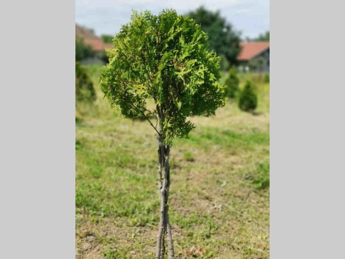 sezonska rasprodaja četinara do 90 cm besplatni mali oglasi