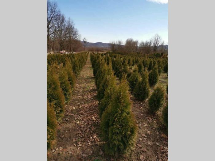 sezonska rasprodaja četinara do 90 cm besplatni mali oglasi