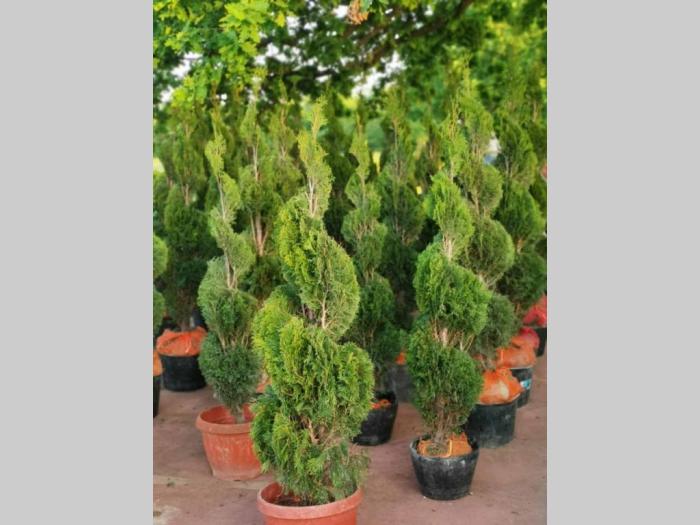 sezonska rasprodaja četinara do 90 cm besplatni mali oglasi