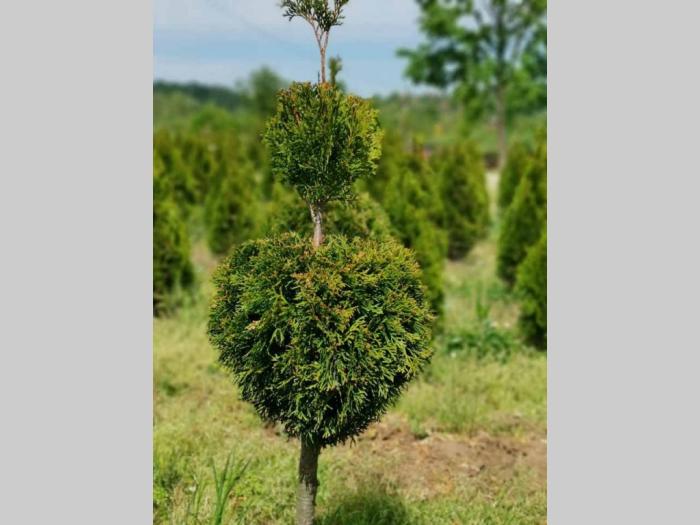 sezonska rasprodaja četinara do 90 cm besplatni mali oglasi