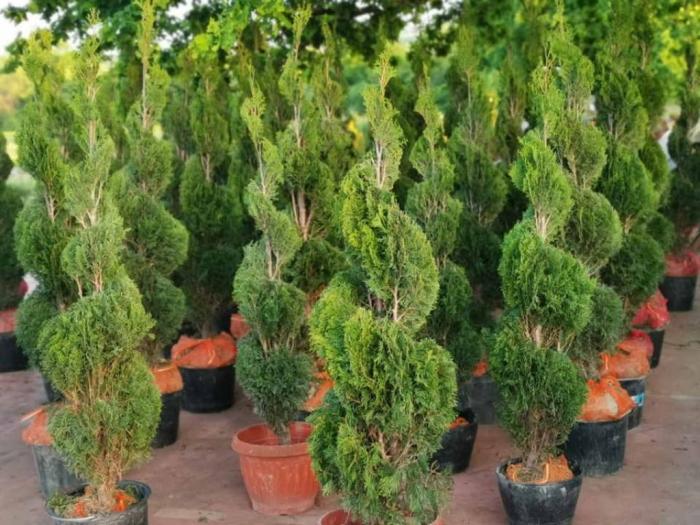 sezonska rasprodaja četinara do 90 cm besplatni mali oglasi