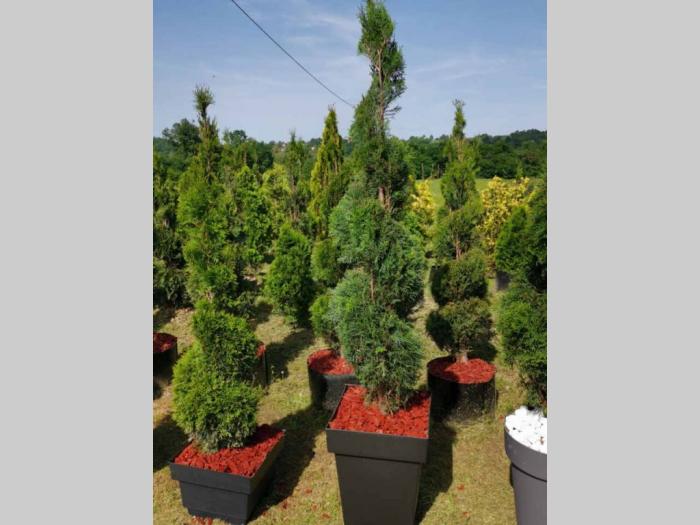 sezonska rasprodaja četinara do 90 cm besplatni mali oglasi