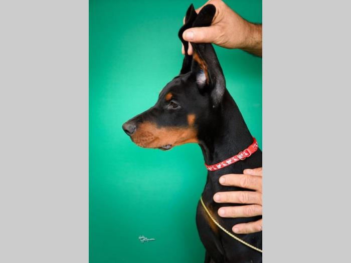 doberman štenci besplatni mali oglasi
