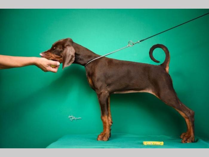 doberman štenci besplatni mali oglasi