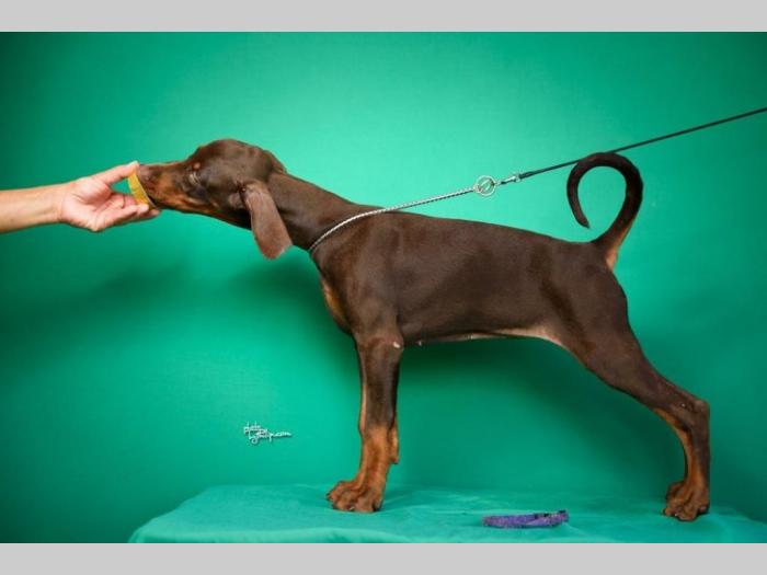 doberman štenci besplatni mali oglasi
