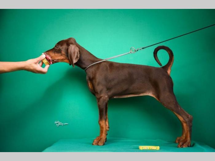 doberman štenci besplatni mali oglasi